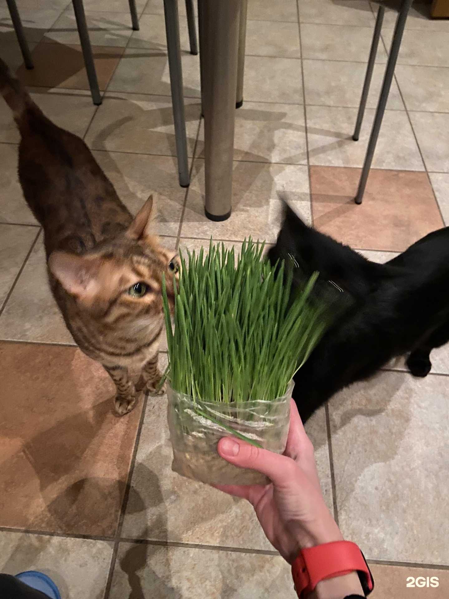 Отзывы на компанию Zoo кафе в г. Воронеж c фото