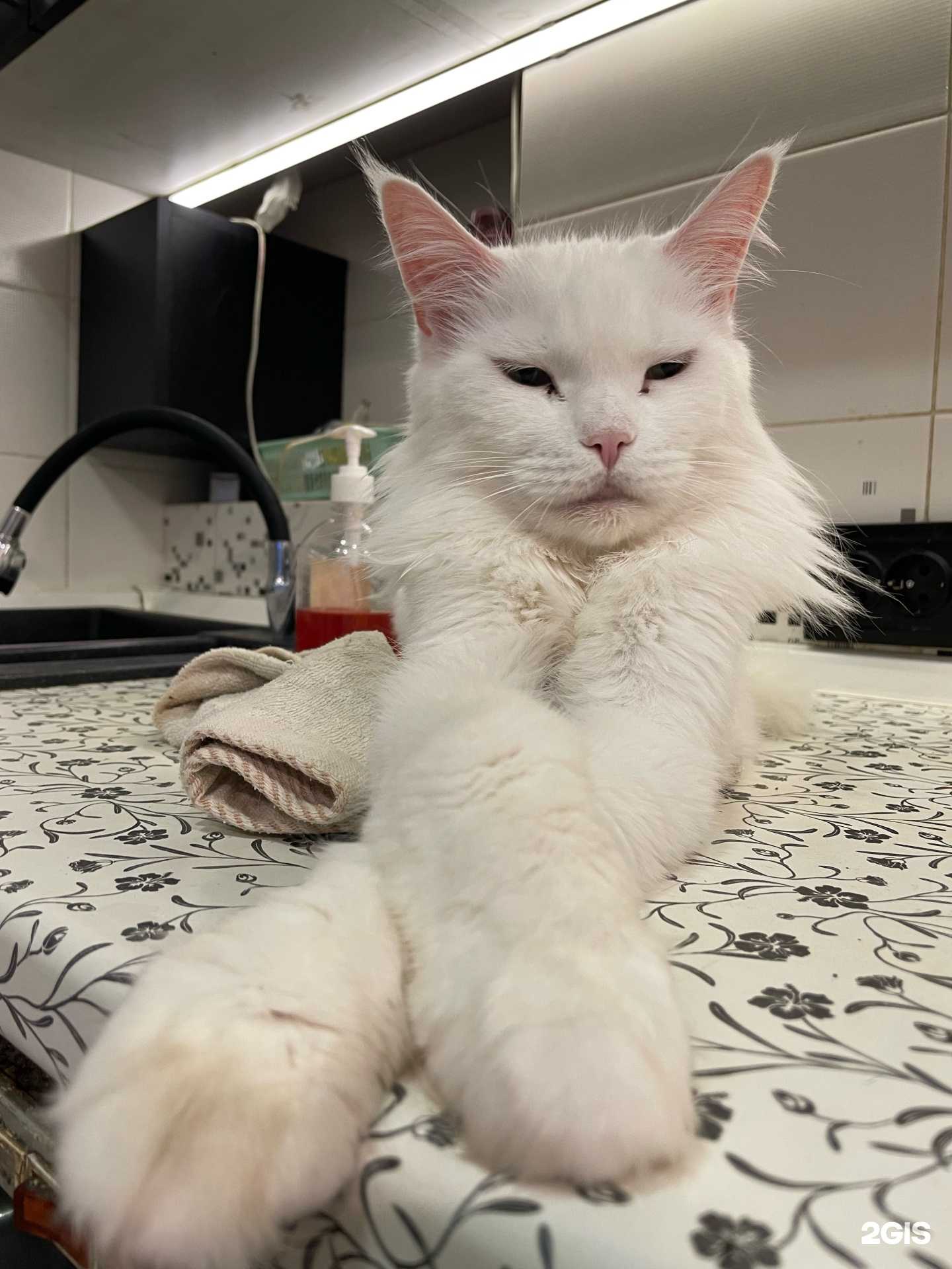 Отзывы на компанию Свой ветдоктор в Новосибирске c фото