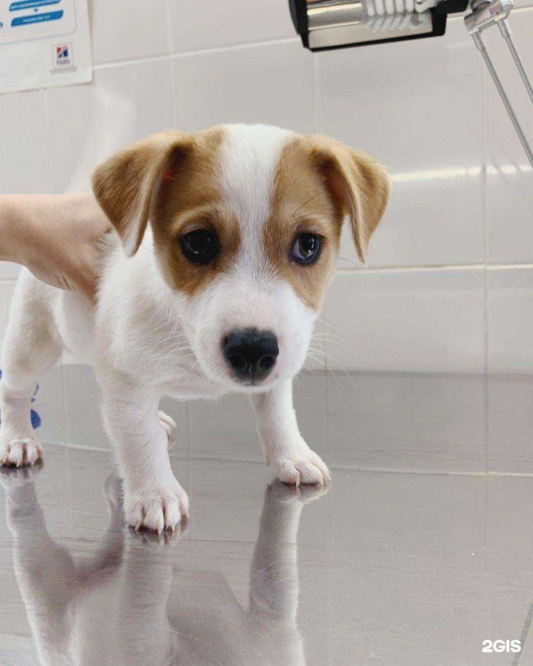 Отзывы на компанию Дружок в г. Котельники c фото