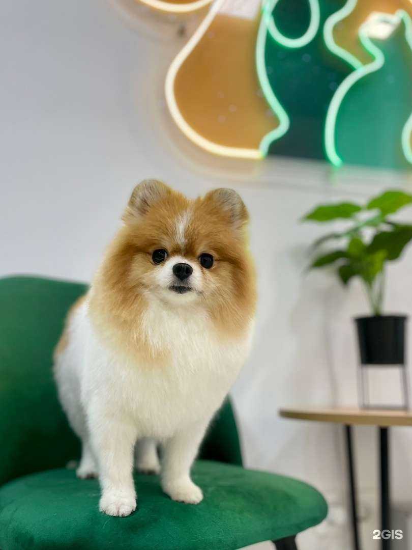 Отзывы на компанию Лапки в порядке в г. Киров c фото