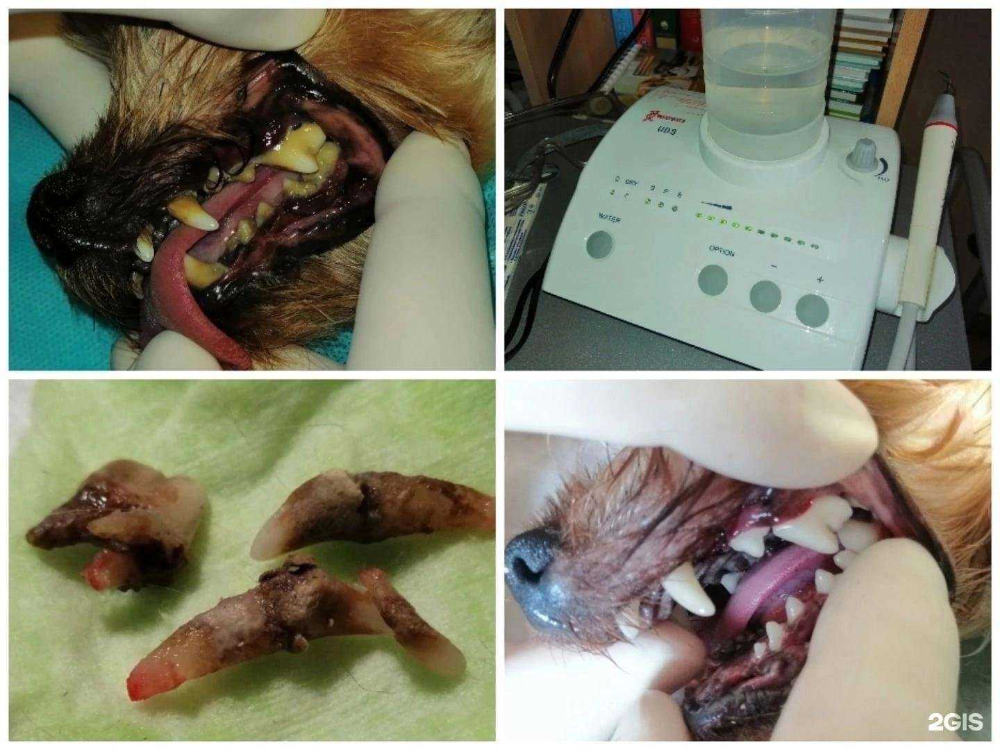 Отзывы на компанию Здоро-Вет в Калининграде c фото