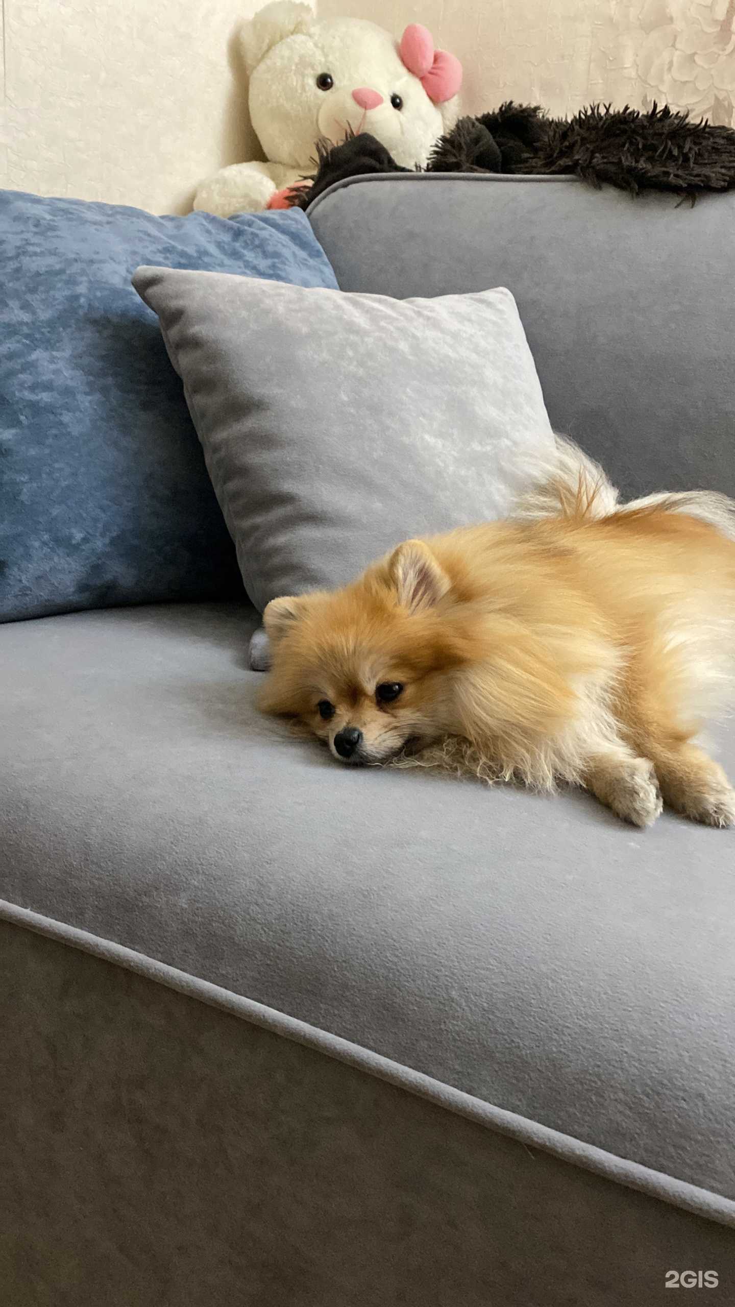 Отзывы на компанию Divan BOSS в Новокузнецке c фото