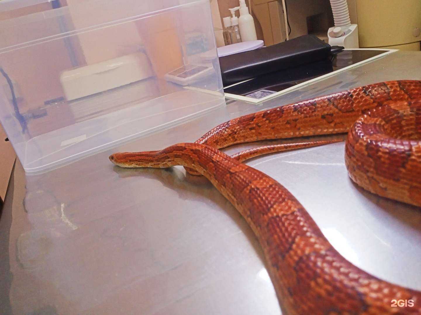 Отзывы на компанию Ветеринарный кабинет экзотических животных в Ставрополе c фото