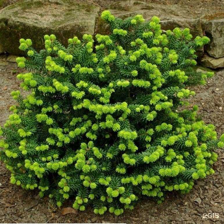 Отзывы на компанию Сад Амура в г. Хабаровск c фото