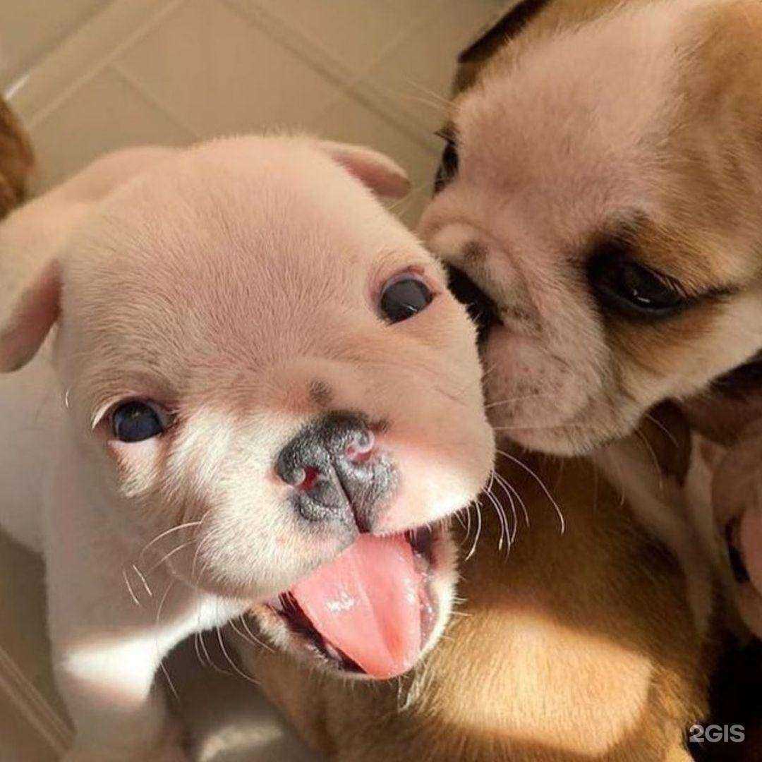 Отзывы на компанию Чеширский кот в Владивостоке c фото