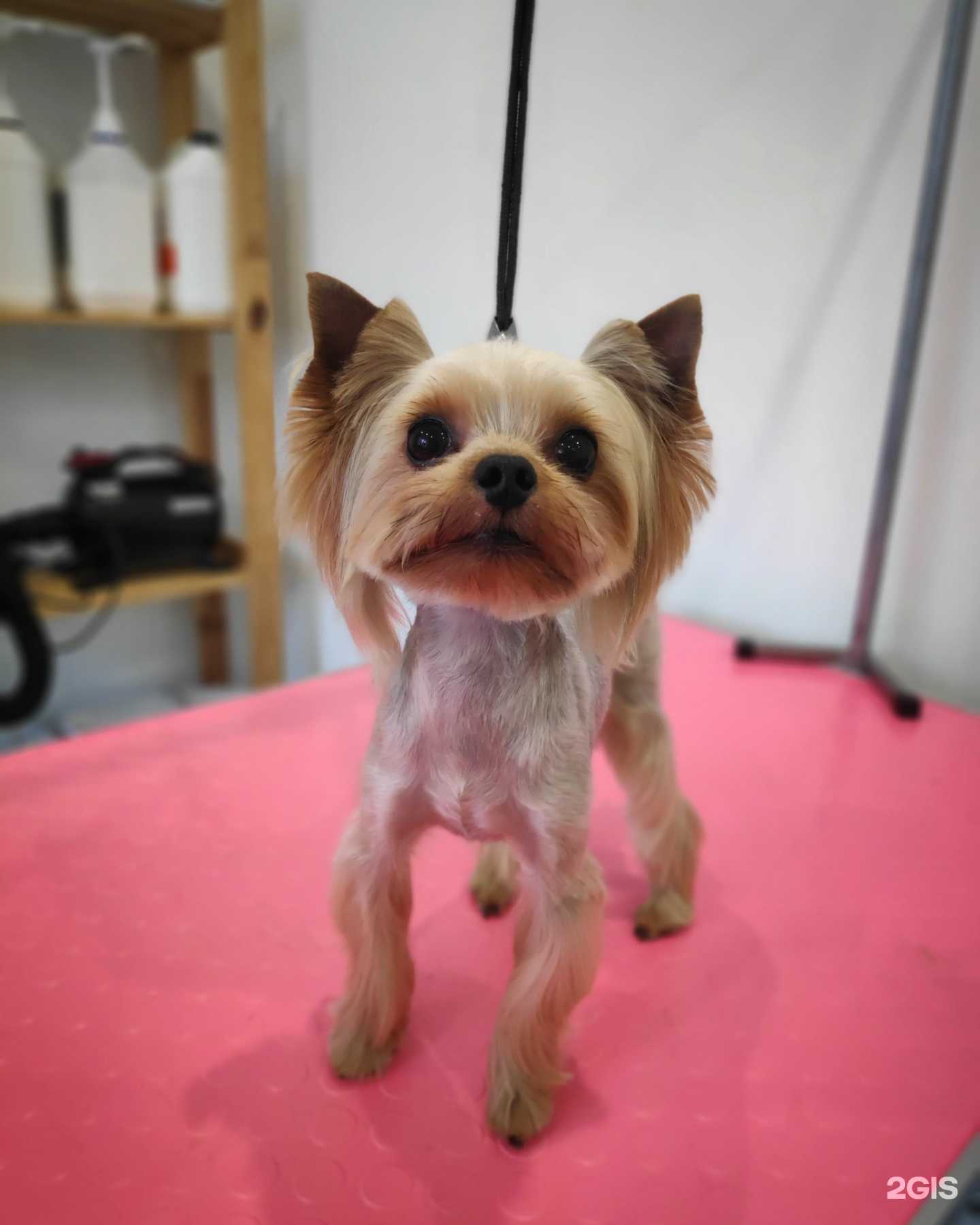 Отзывы на компанию Animal Grooming в Уфе c фото