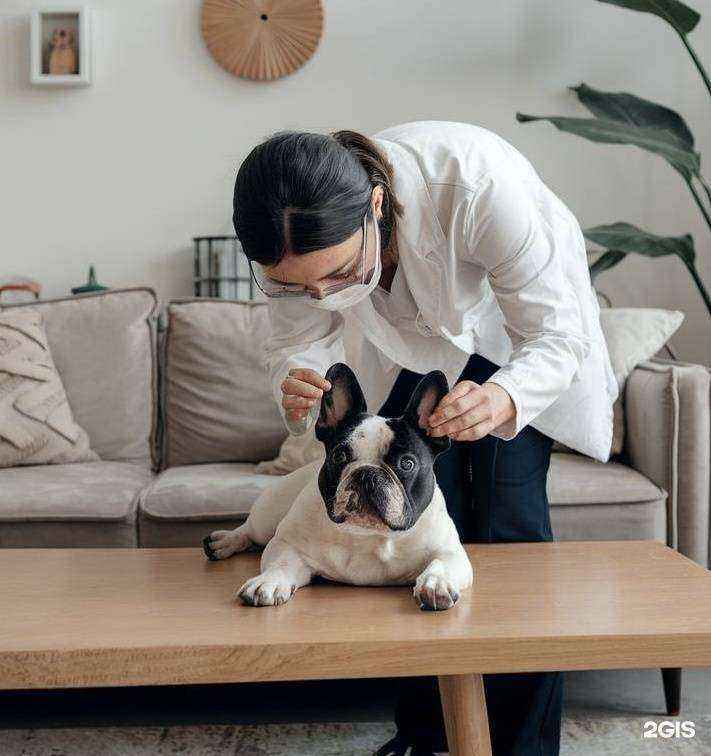 Отзывы на компанию ВетПомощь в Красноярске c фото