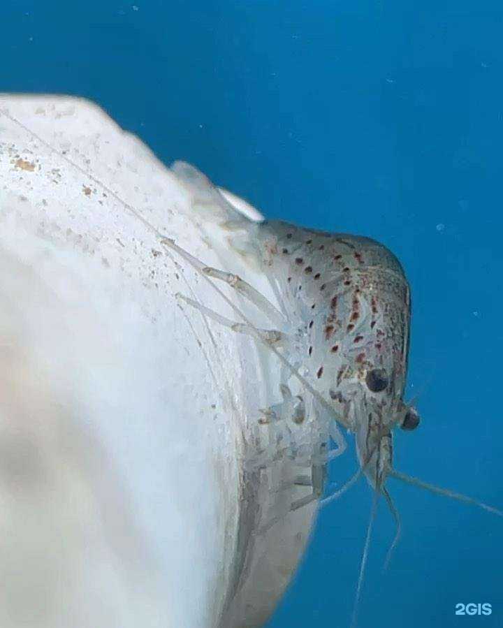 Отзывы на компанию Хвостик в г. Щёлково c фото