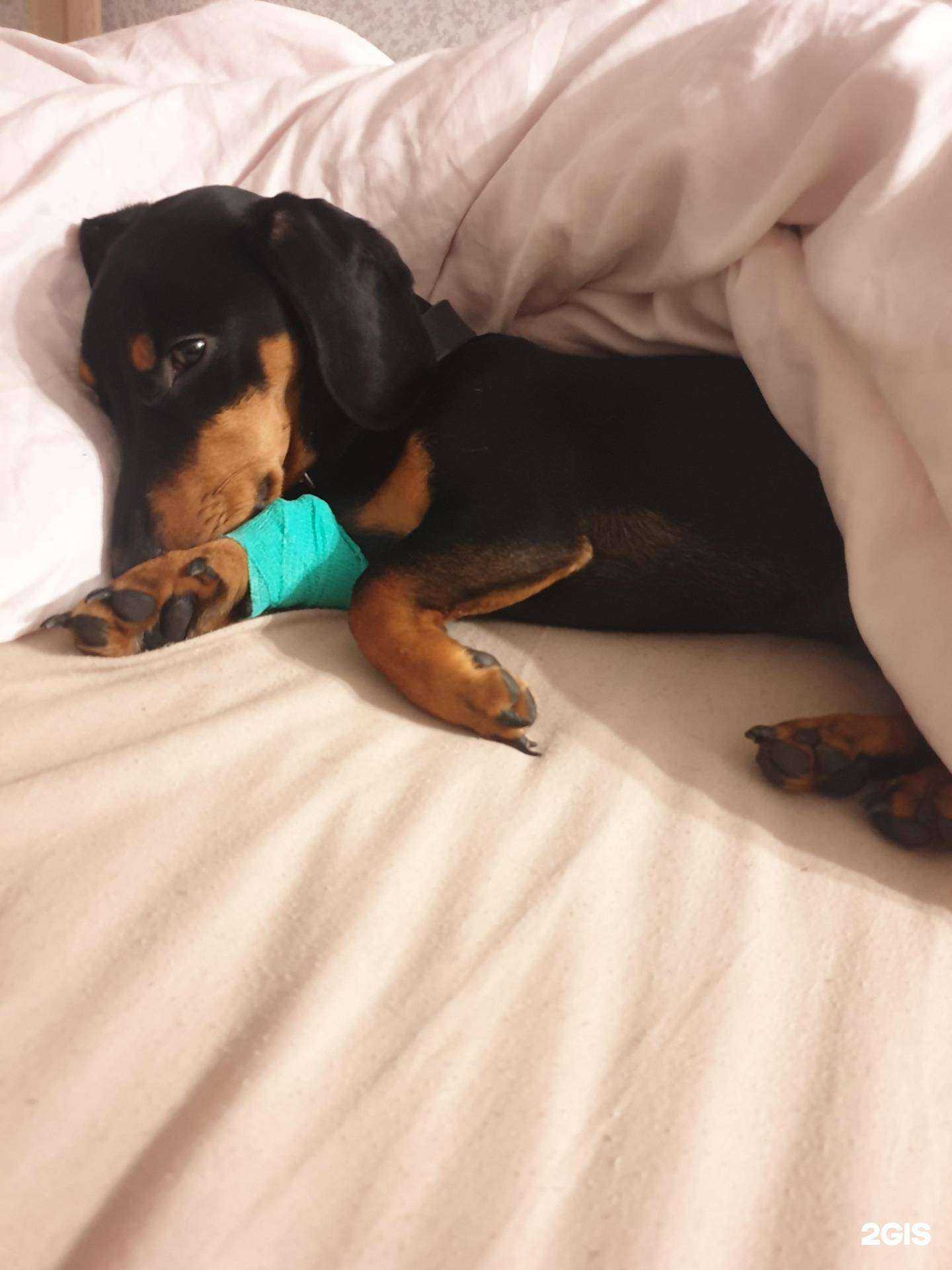 Отзывы на компанию АЛЬТЕРНАТИВАВЕТ в Самаре c фото