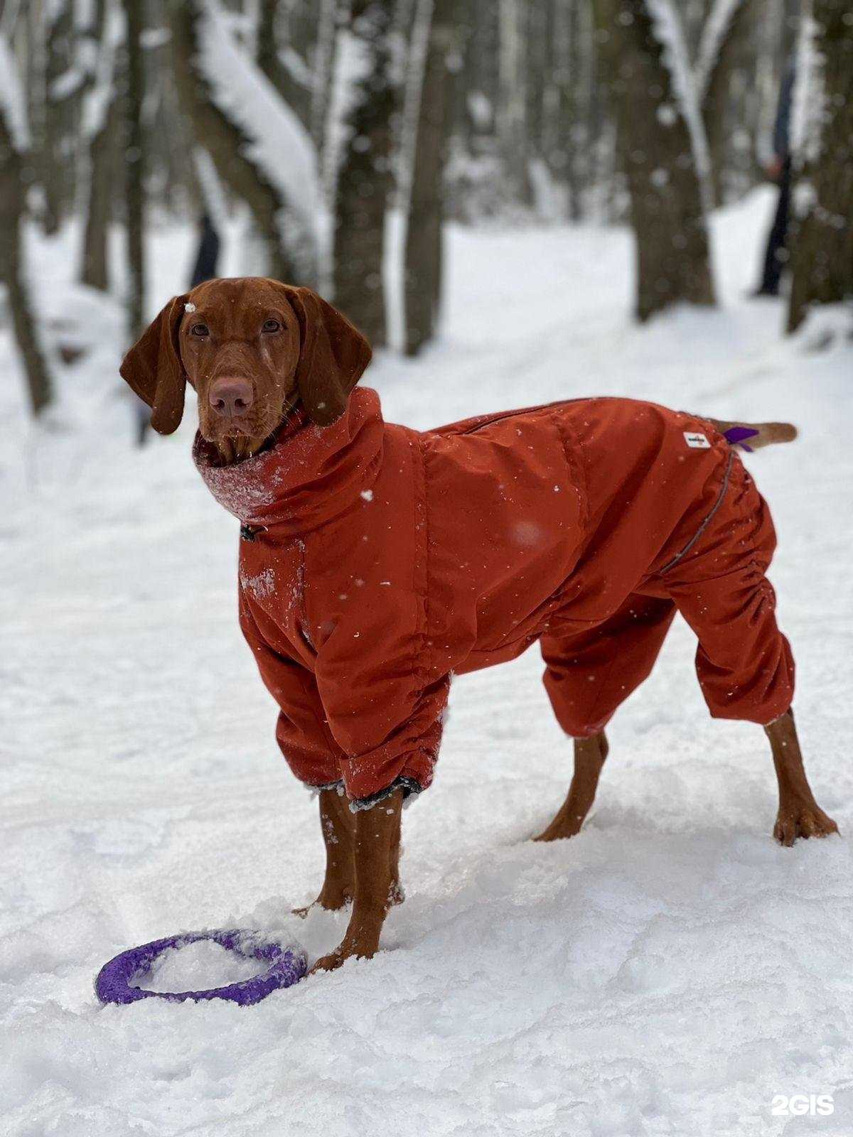 Отзывы на компанию Salop_Dog в Перми c фото