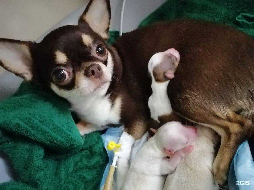 Отзывы на компанию Верный друг в г. Абакан c фото