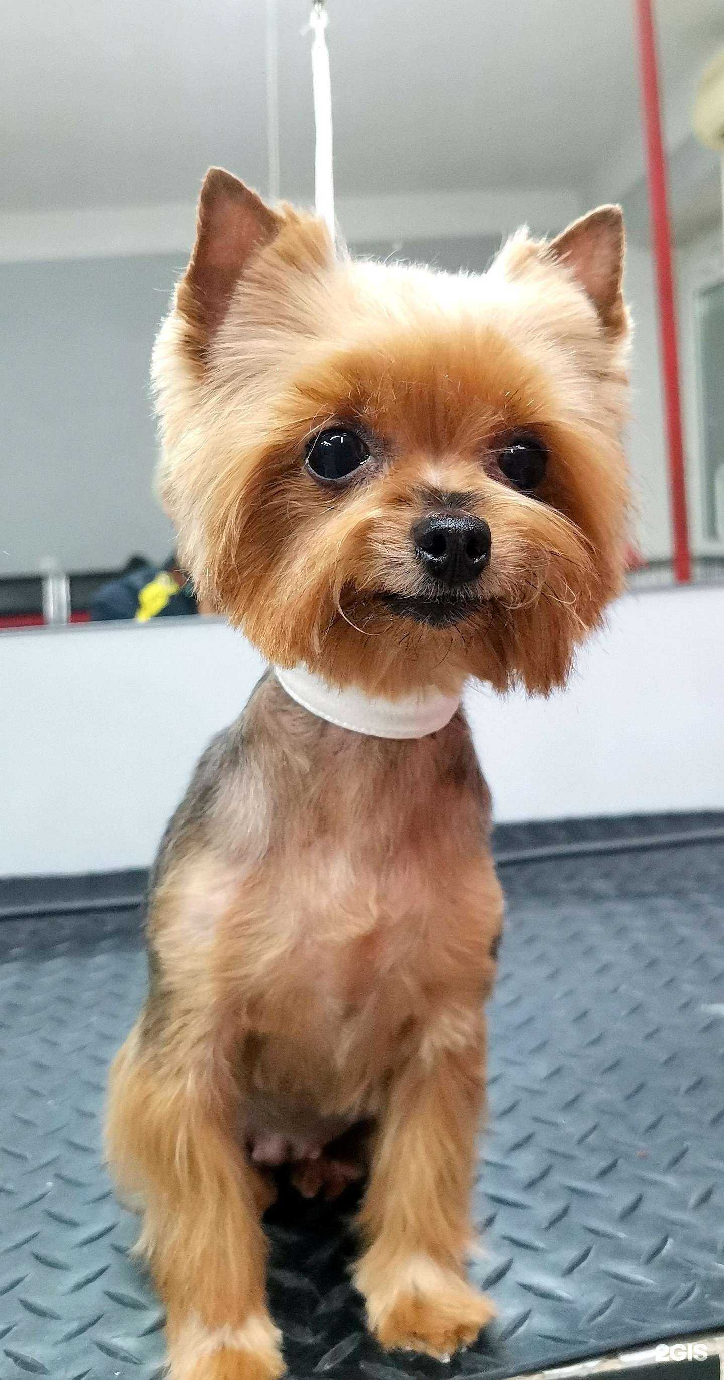 Отзывы на компанию Дамбо в Якутске c фото