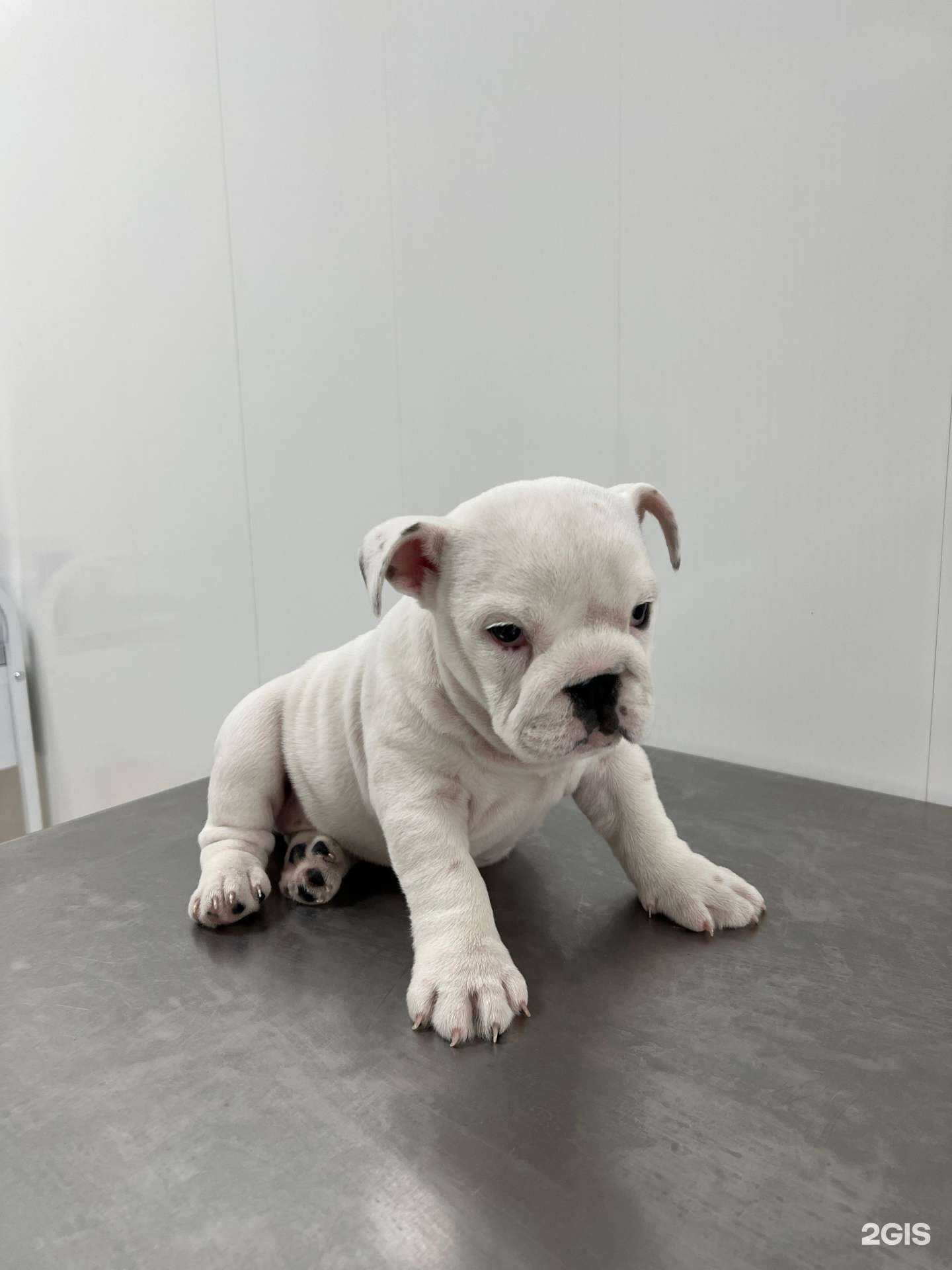 Отзывы на компанию Красный Кролик в г. Новосибирск c фото