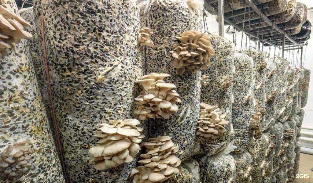 Отзывы на компанию Вираж в г. Саратов c фото