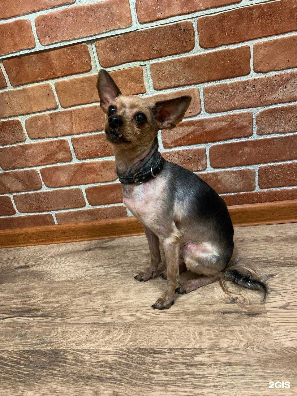 Отзывы на компанию Хороший грумер в Северодвинске c фото