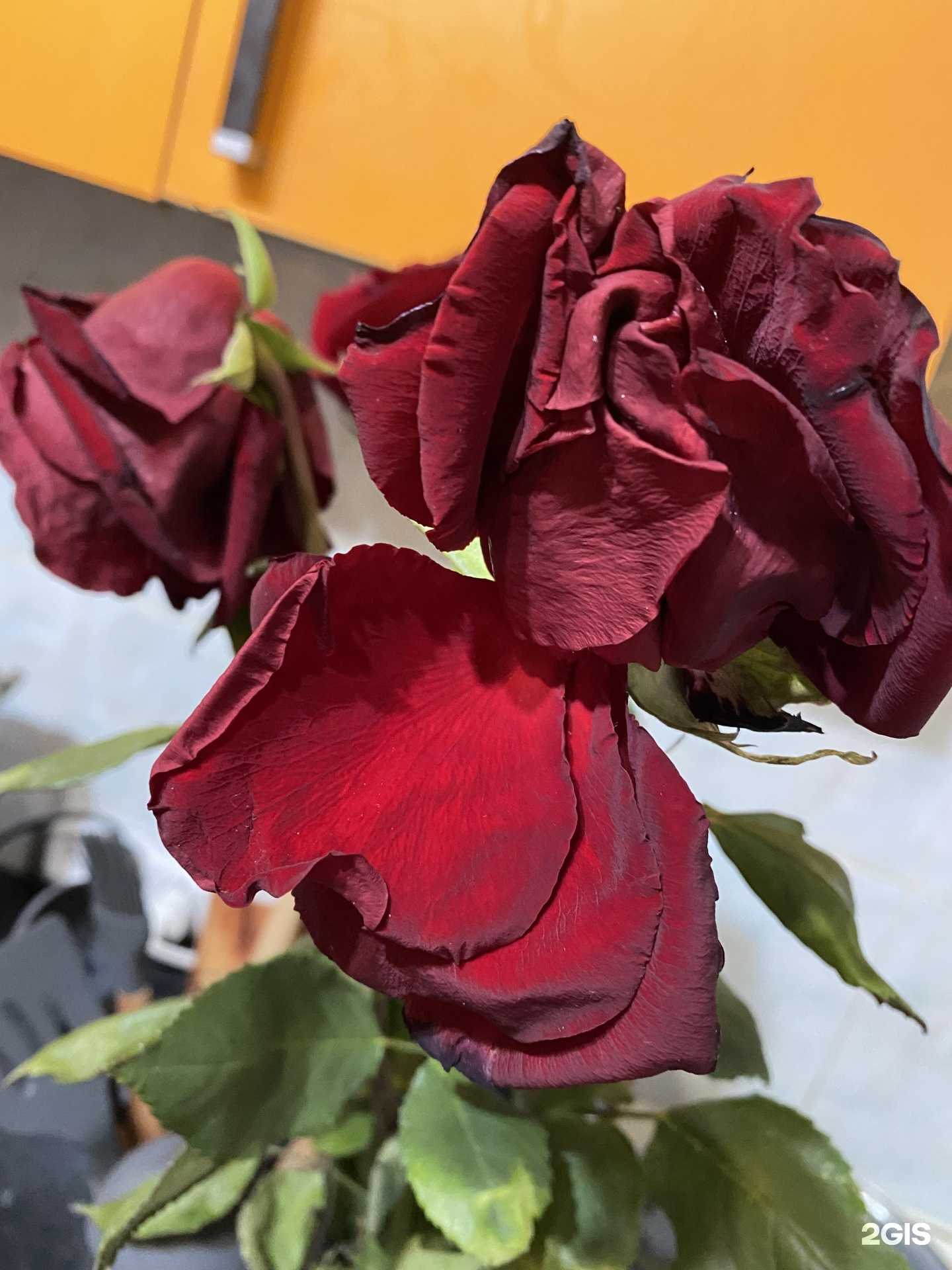 Отзывы на компанию Мир цветов в Нижневартовске c фото