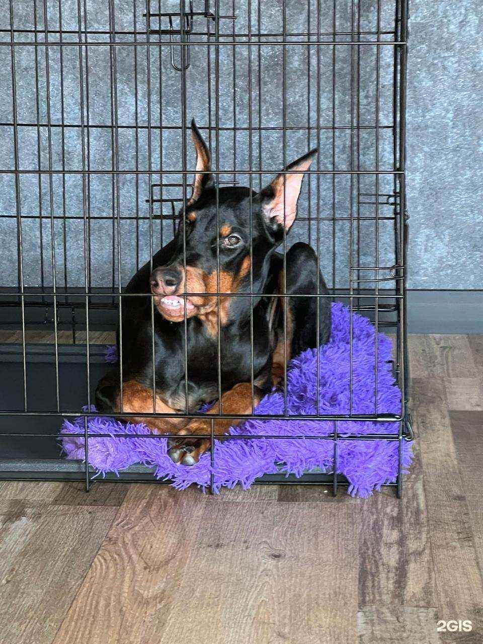 Отзывы на компанию Иркутская городская станция по борьбе с болезнями животных в г. Иркутск c фото