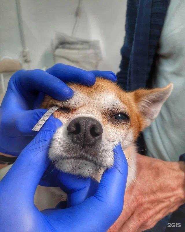 Отзывы на компанию Ветеринарная клиника доктора Петрова в г. Самара c фото