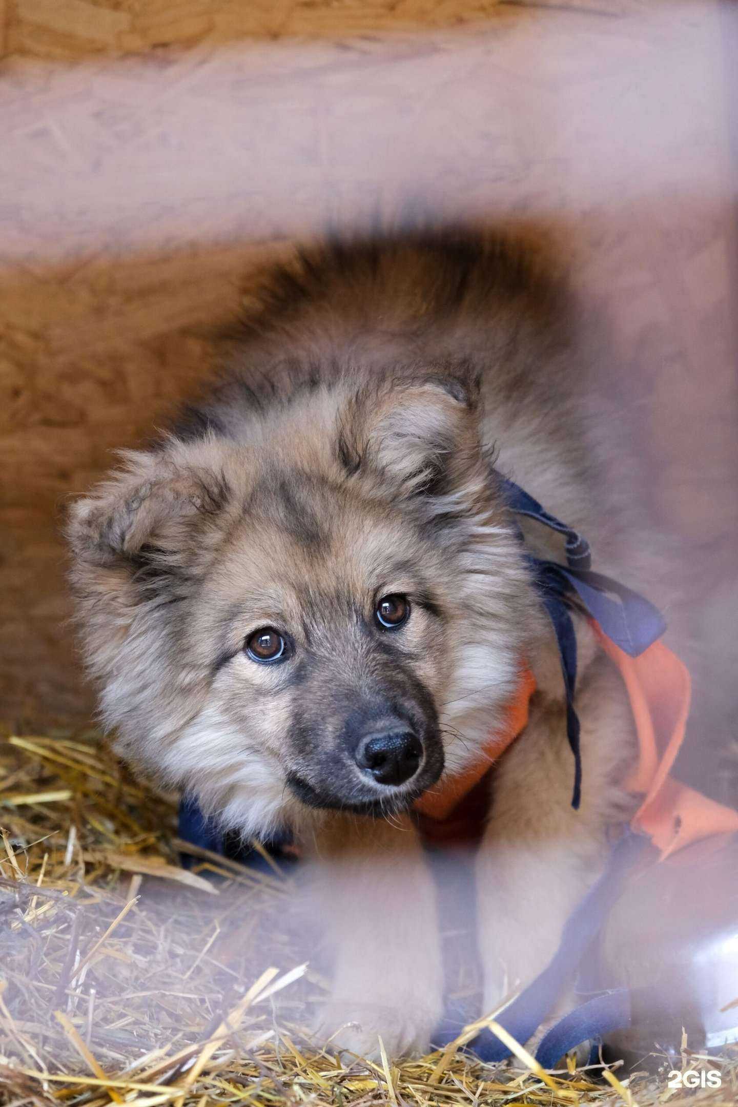 Отзывы на компанию Ветеринарная скорая помощь в г. Кемерово c фото