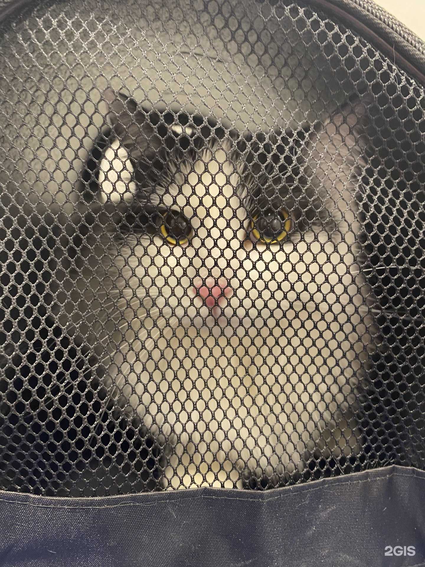 Отзывы на компанию Четыре Лапки в Краснодаре c фото