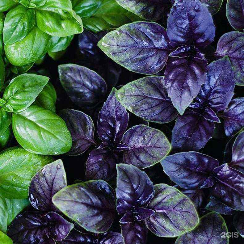 Отзывы на компанию Чайхана в г. Пенза c фото