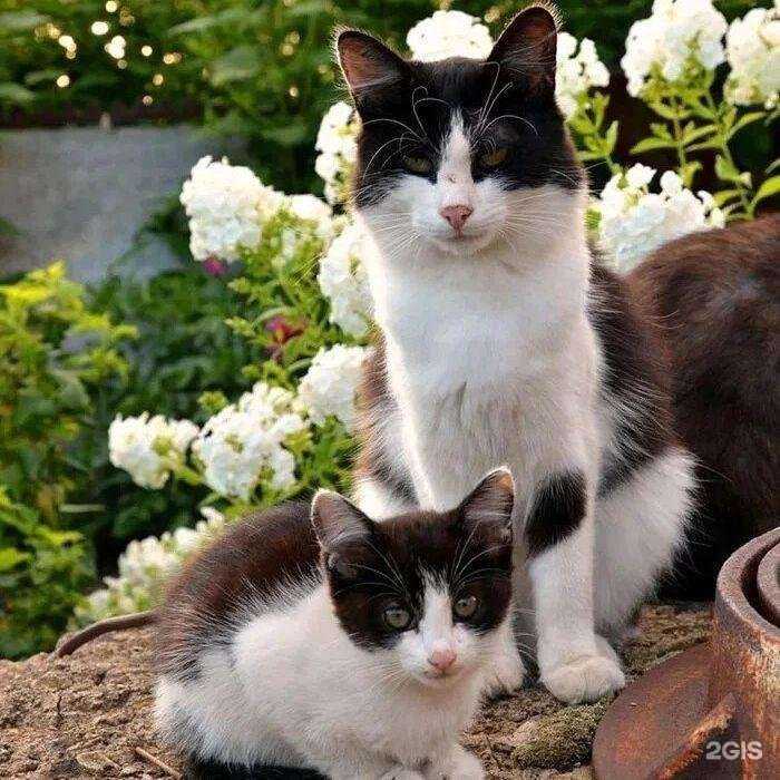 Отзывы на компанию Бегемот в г. Калининград c фото