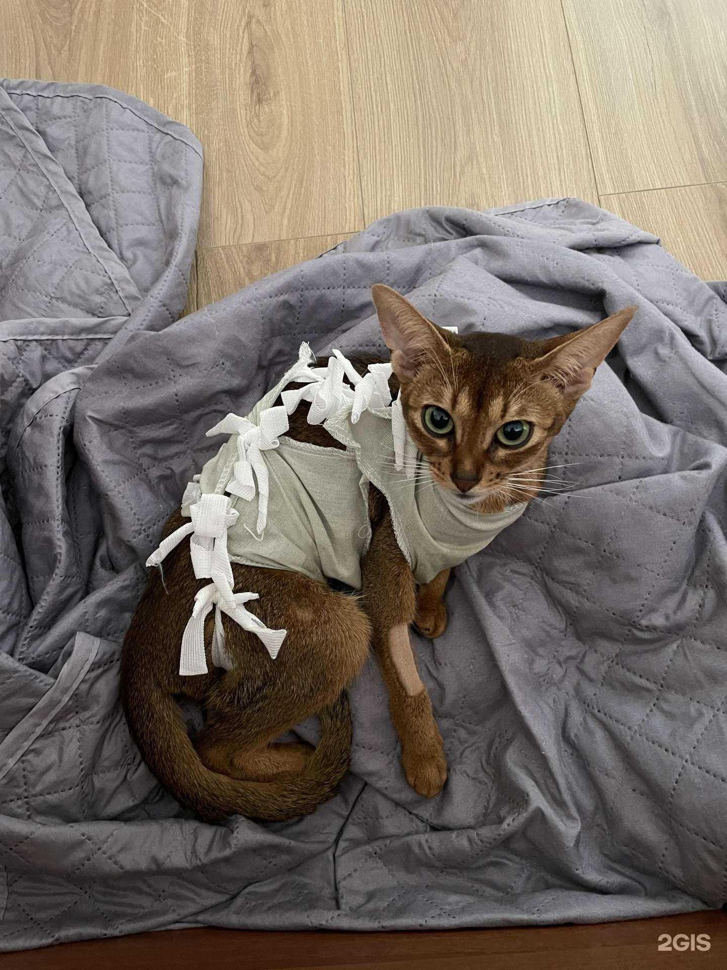 Отзывы на компанию Верный друг в Сочи c фото