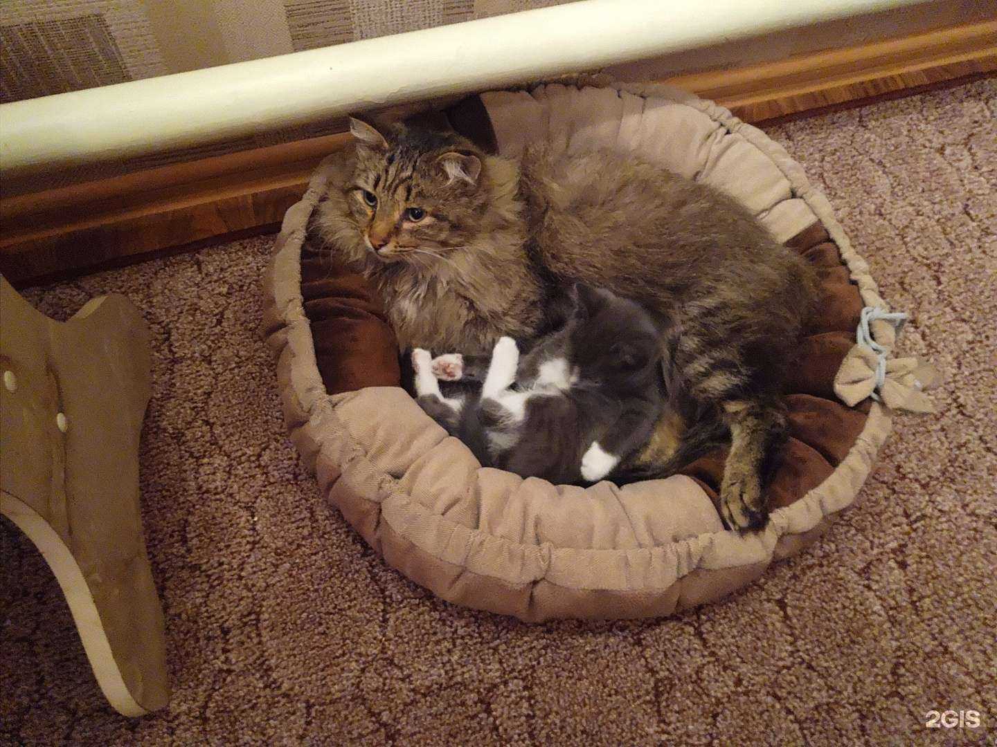 Отзывы на компанию Мур-амур в г. Омск c фото