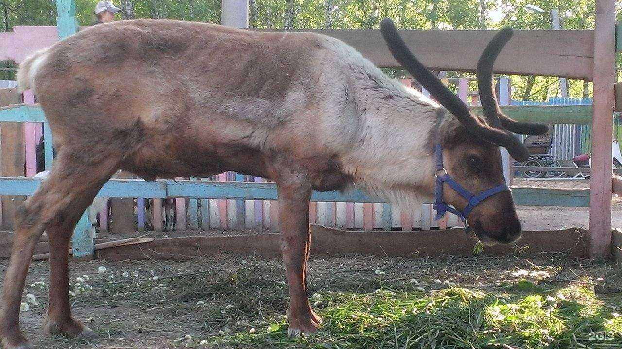 Отзывы на компанию Серебряное копытце в Копейске c фото