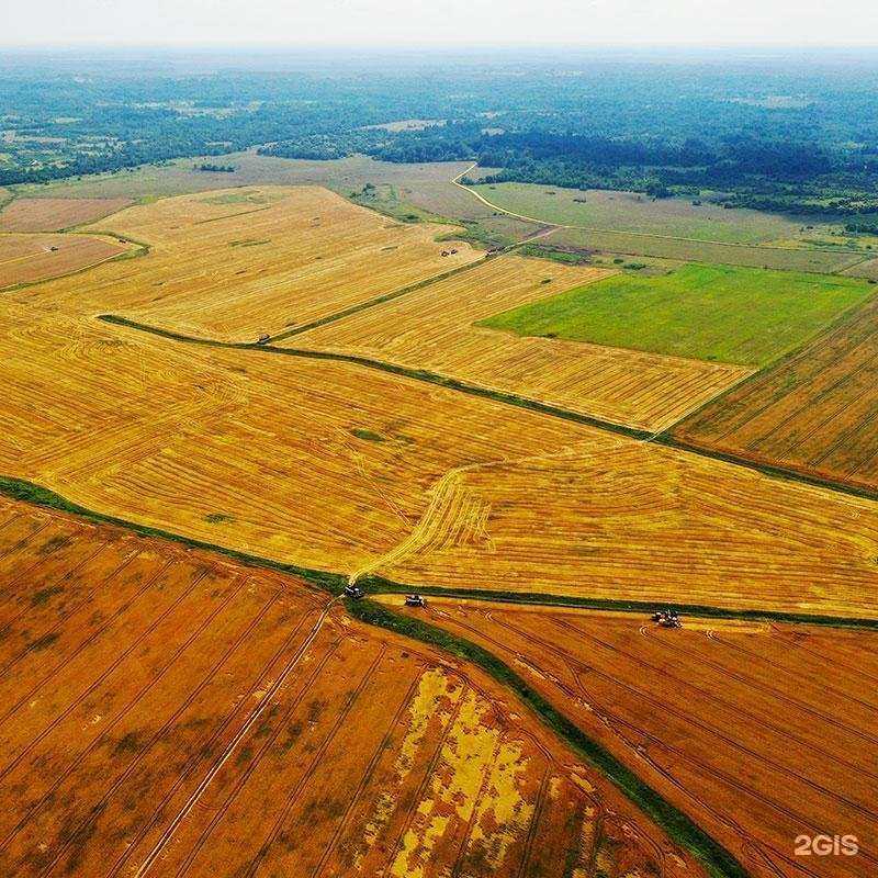 Отзывы на компанию Деревья Соловьи в г. Великие Луки c фото