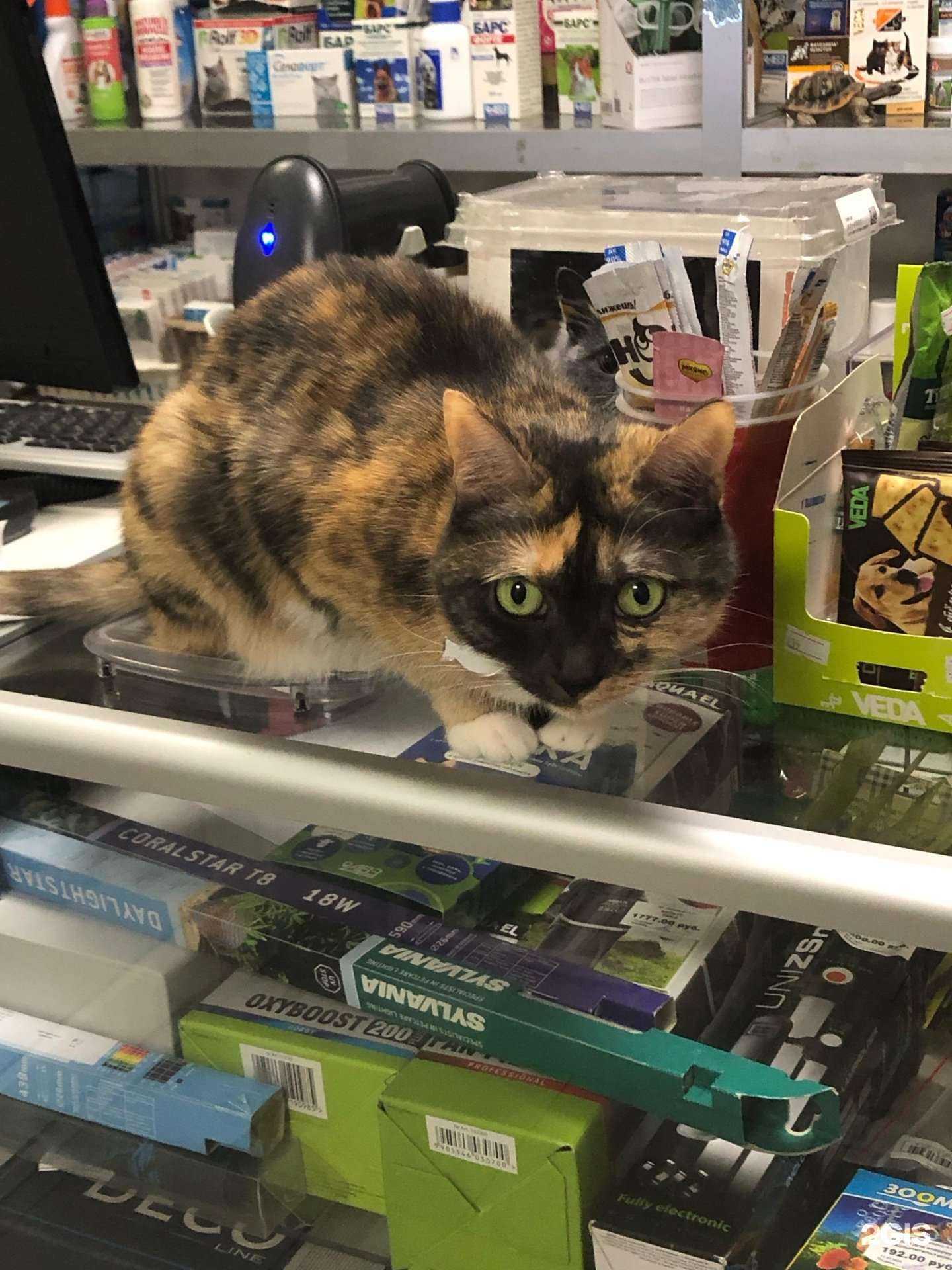 Отзывы на компанию Тортилла в г. Апрелевка c фото