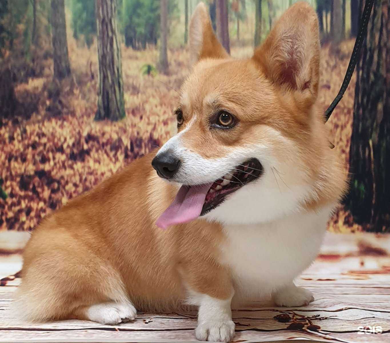 Отзывы на компанию Royal dog в Тюмени c фото