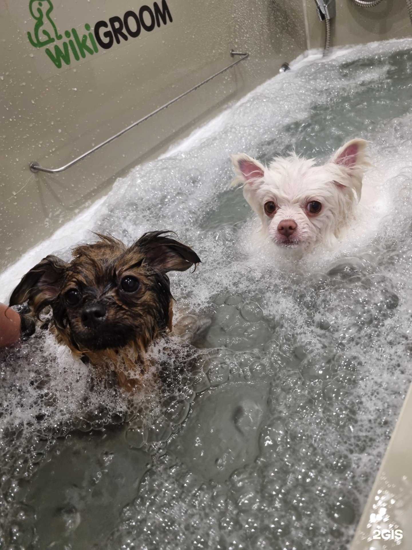 Отзывы на компанию Четыре лапки в г. Сочи c фото