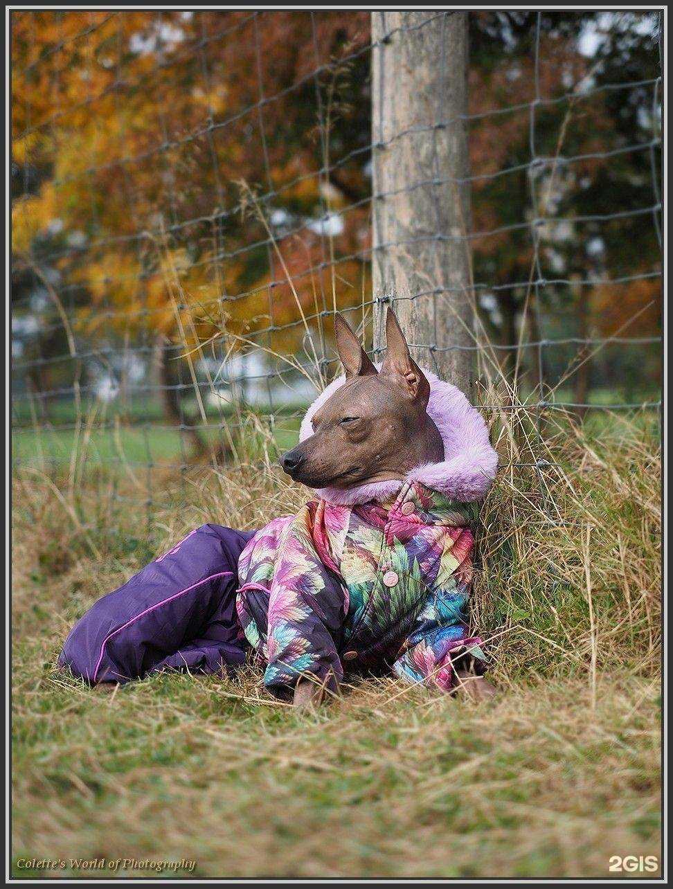 Отзывы на компанию For my dogs в Екатеринбурге c фото