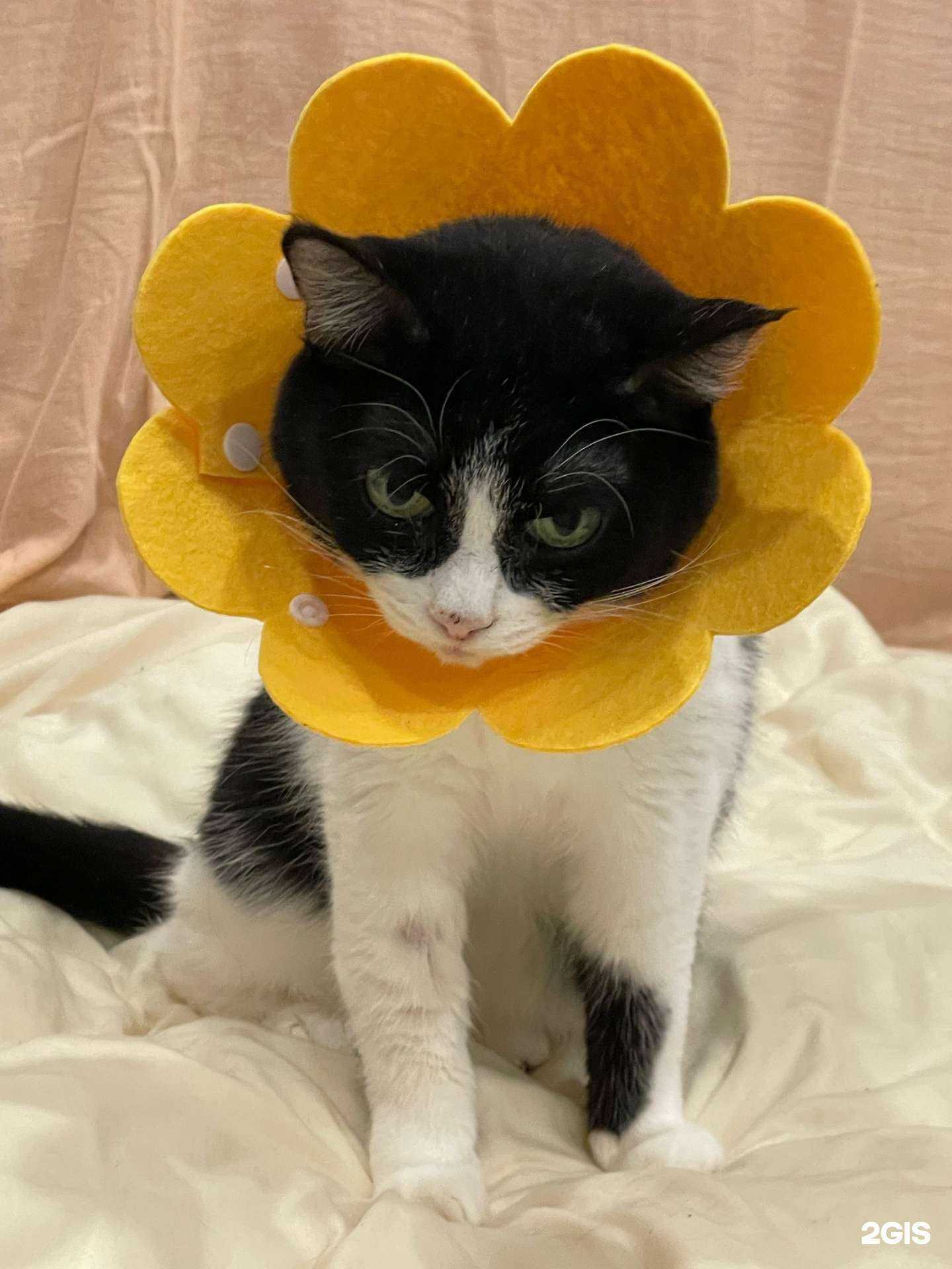 Отзывы на компанию Ветеринар Тольятти в Тольятти c фото