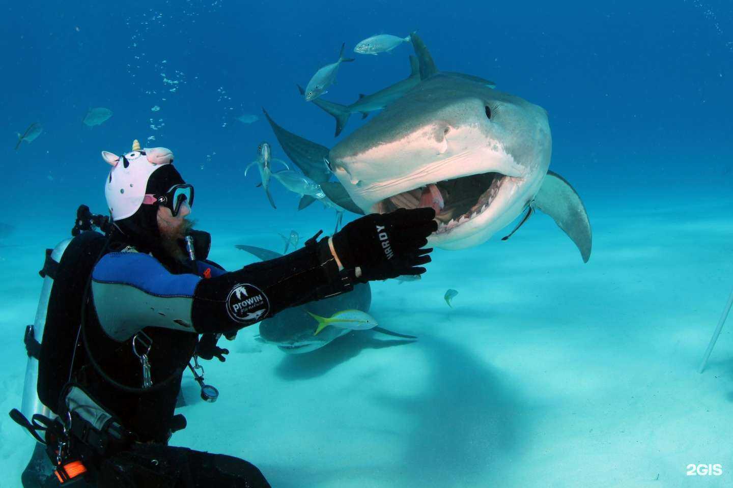 Отзывы на компанию X-Diver в Самаре c фото