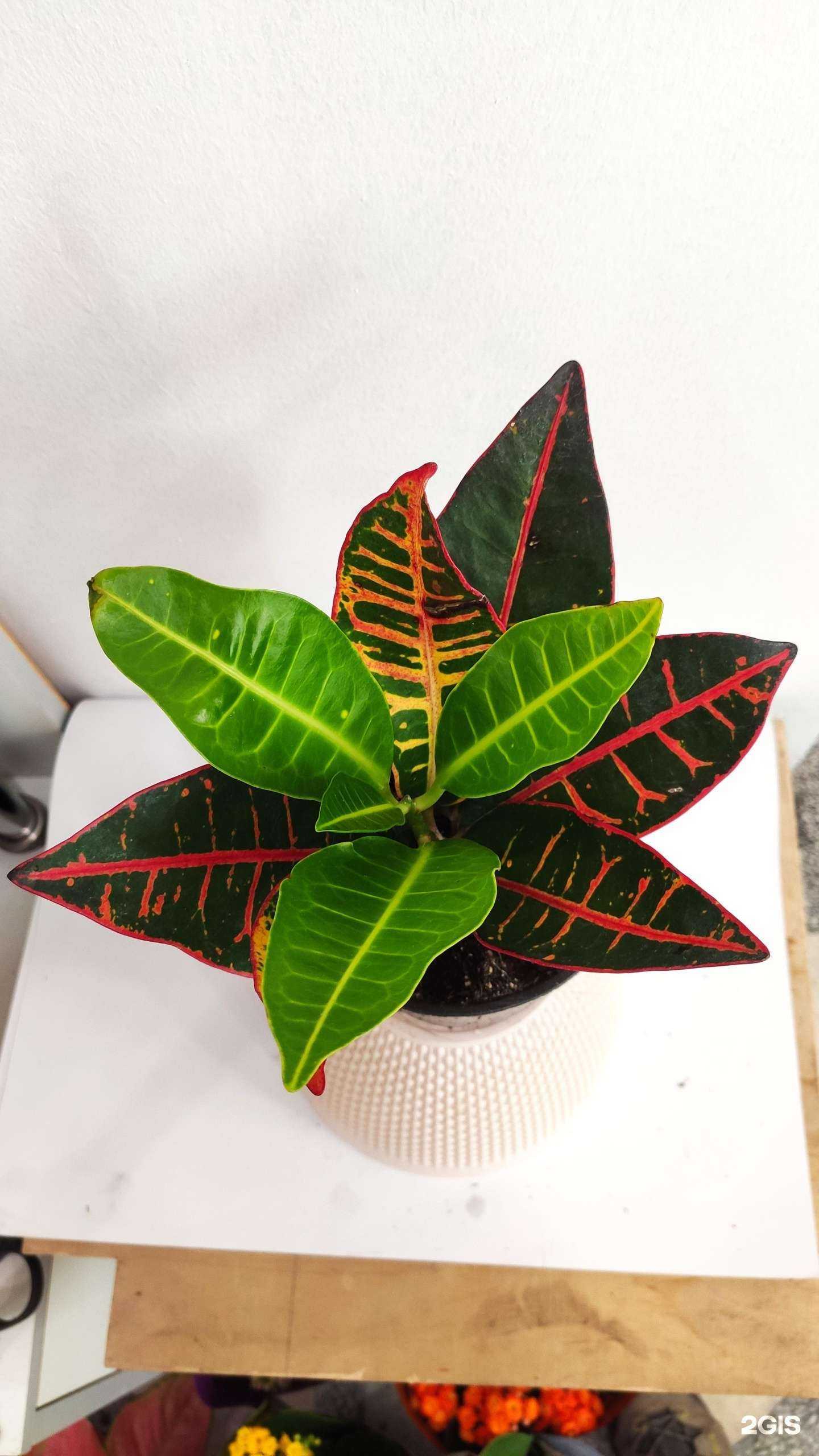 Отзывы на компанию Копуша в Калуге c фото