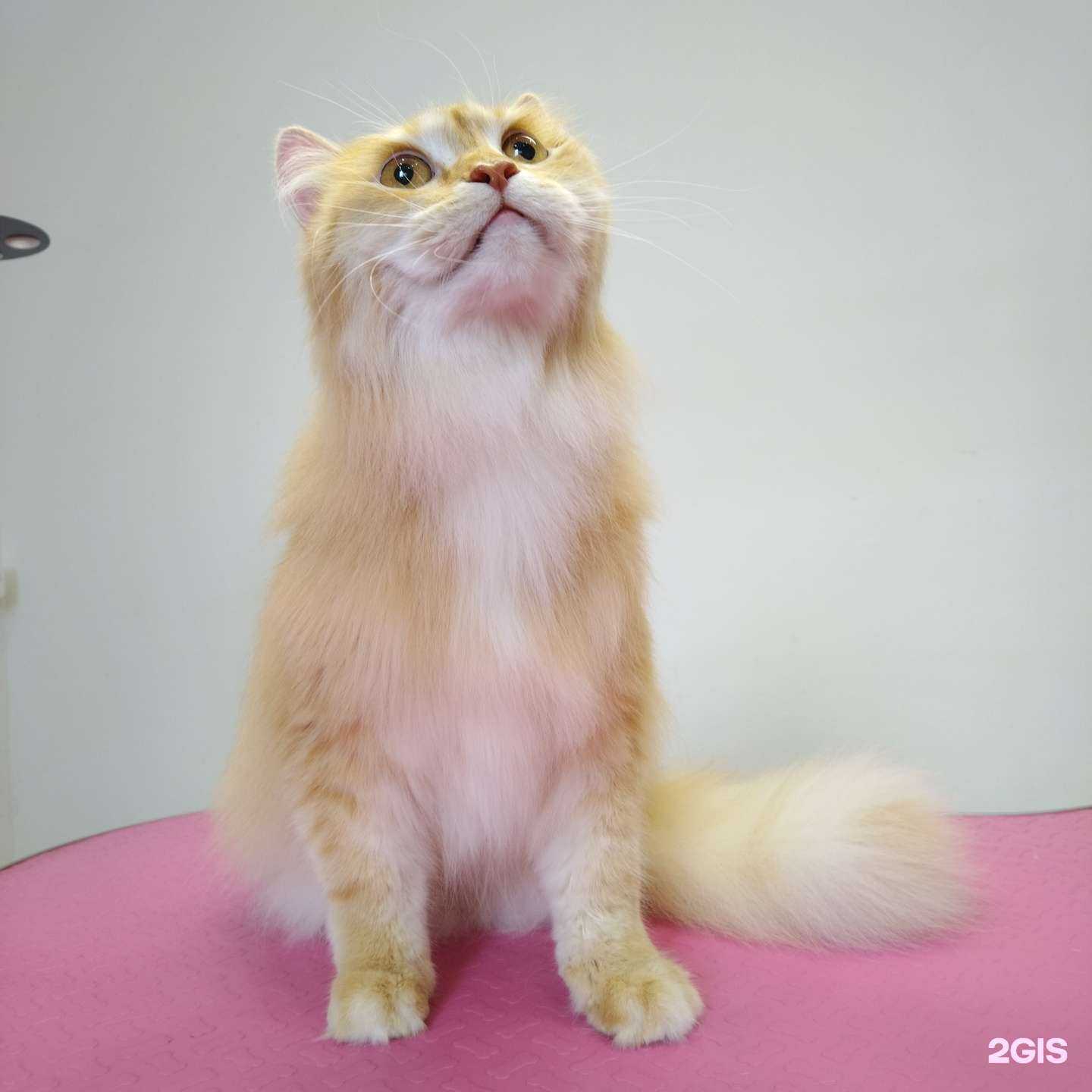 Отзывы на компанию Буччи в Челябинске c фото