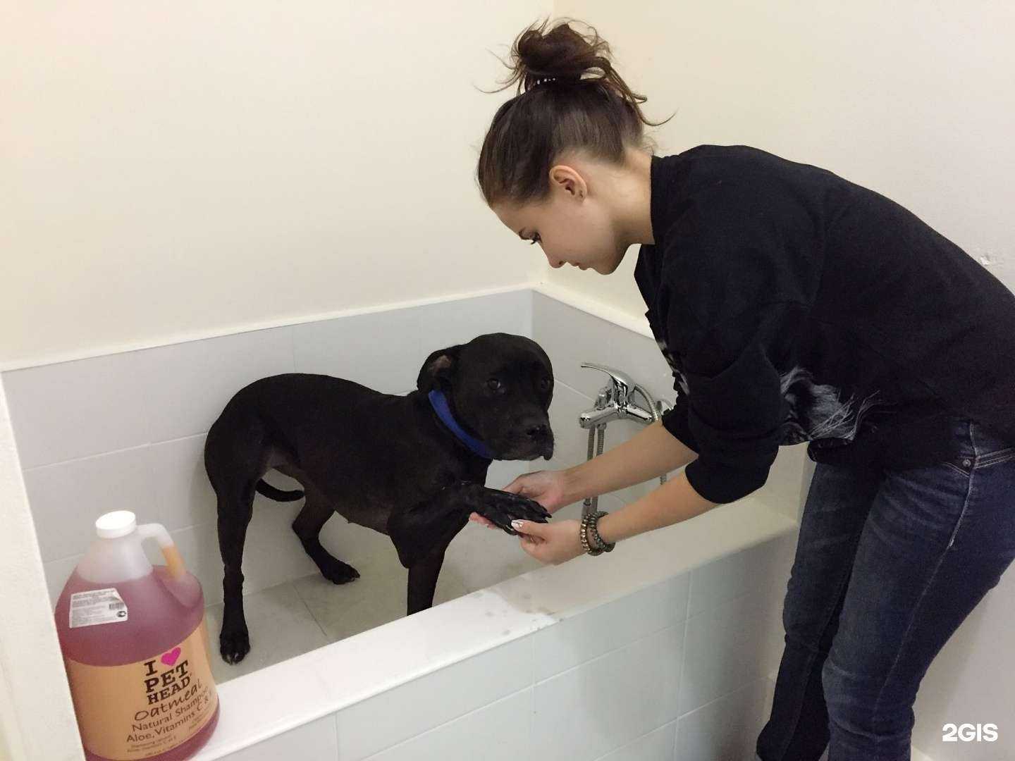 Отзывы на компанию Petshop.ru в Новосибирске c фото