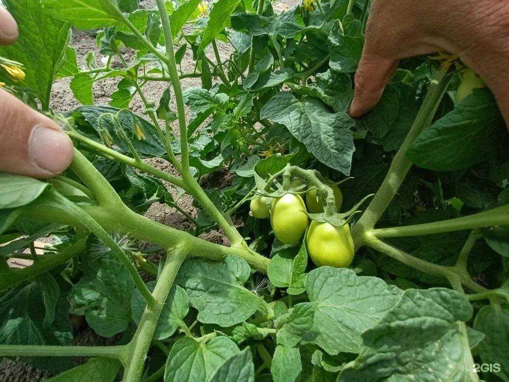 Отзывы на компанию Астраханский государственный университет им. В.Н. Татищева в г. Астрахань c фото