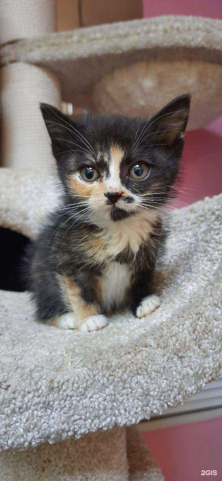 Отзывы на компанию Pets Otel` в Хабаровске c фото