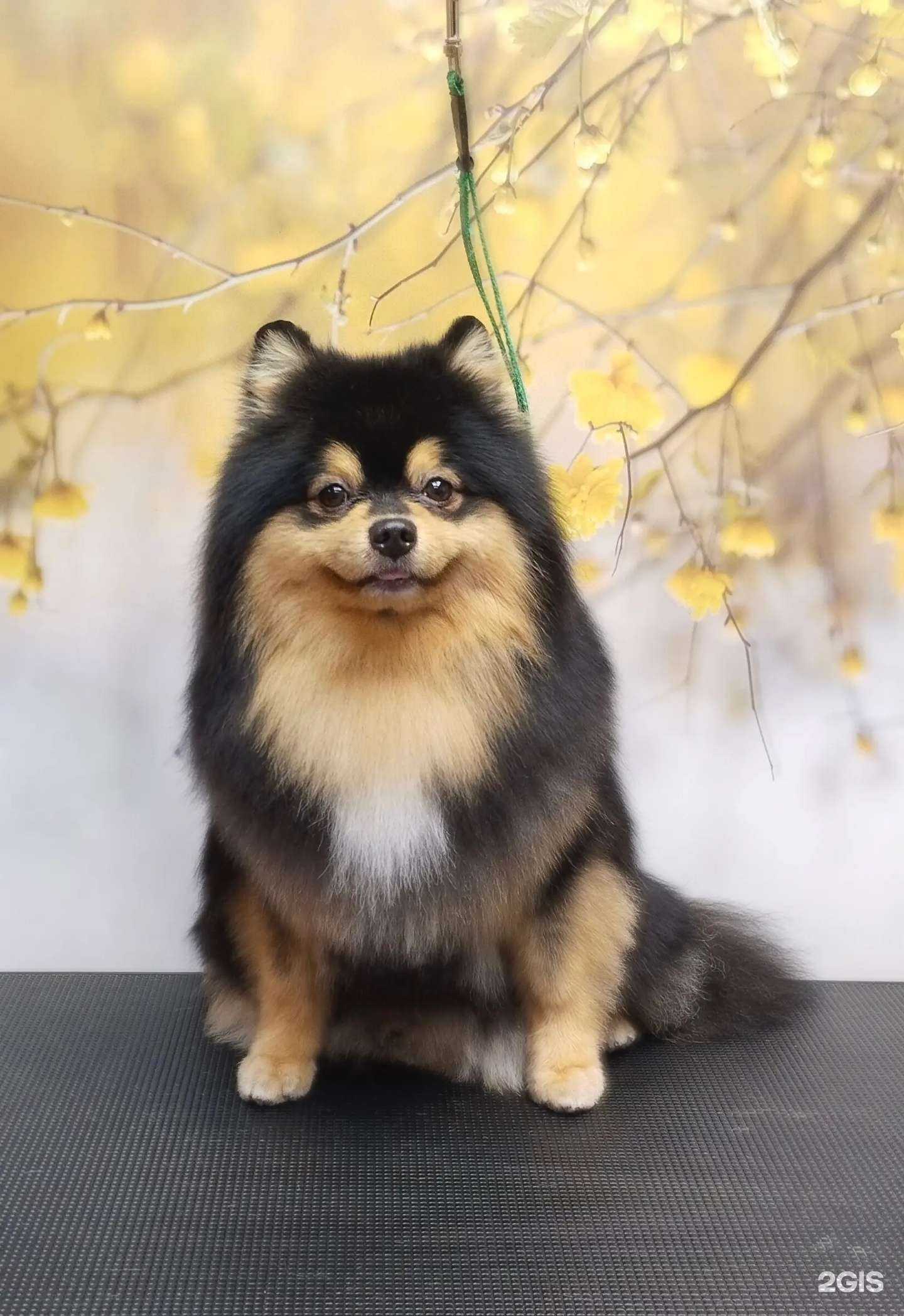 Отзывы на компанию Лапа Друга в Северодвинске c фото