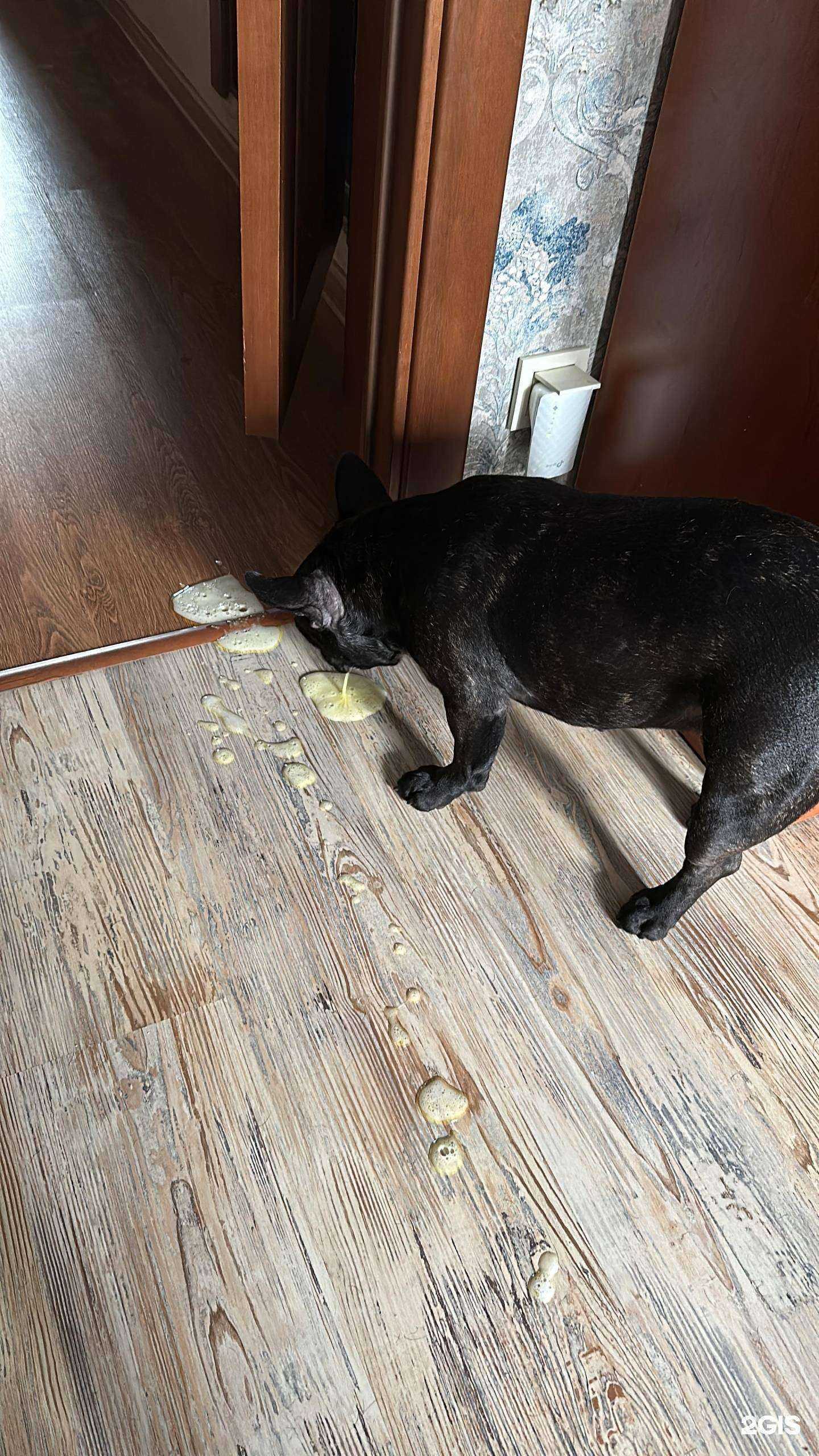 Отзывы на компанию Кошки-мышки в Нижнем Тагиле c фото