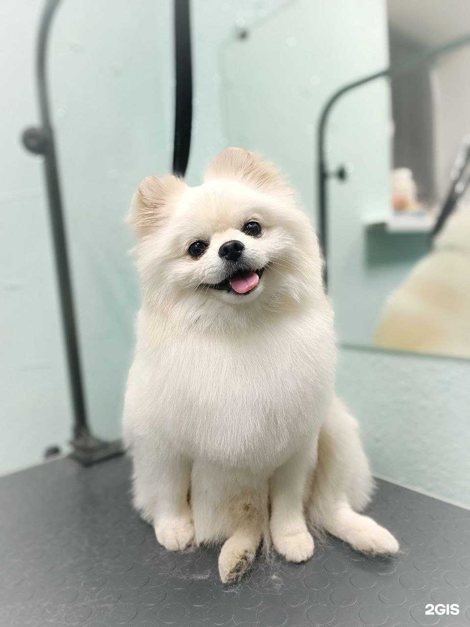 Отзывы на компанию Пушистик в Омске c фото