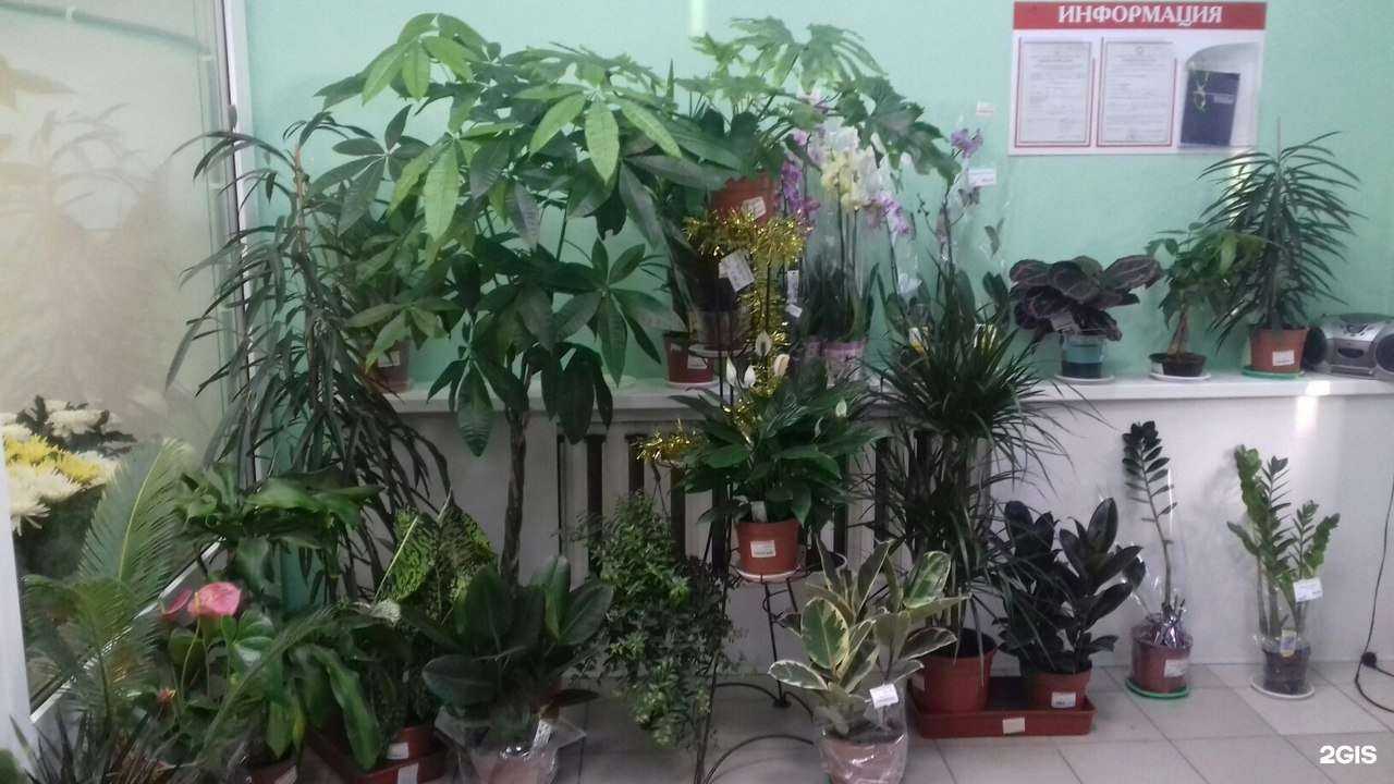 Отзывы на компанию Магнолия в Кургане c фото