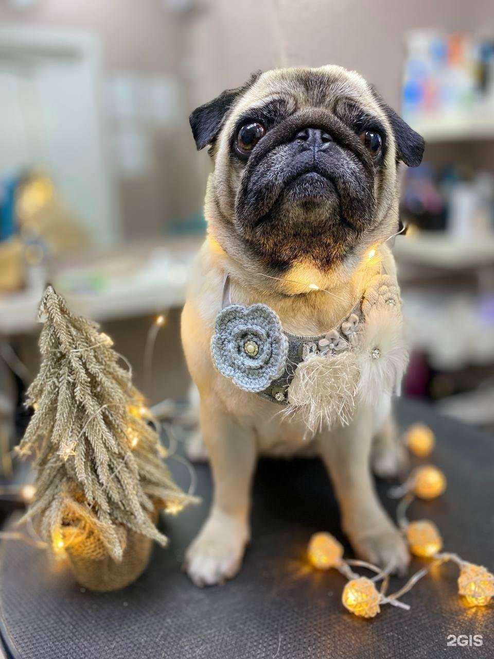 Отзывы на компанию Баловень в Новороссийске c фото