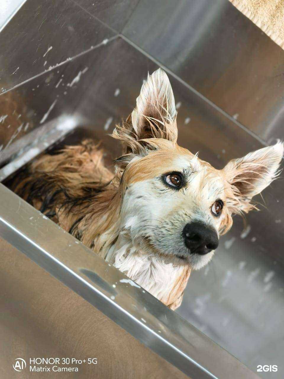 Отзывы на компанию ПэтСэнсэй в Южно-Сахалинске c фото