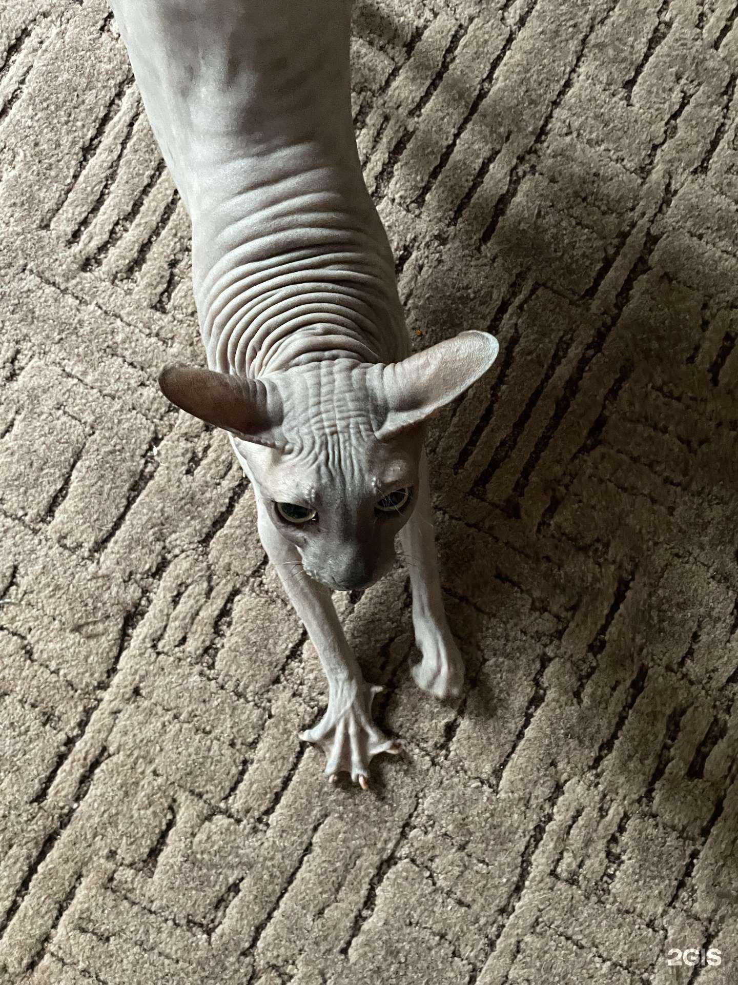 Отзывы на компанию Черный кот в г. Пермь c фото