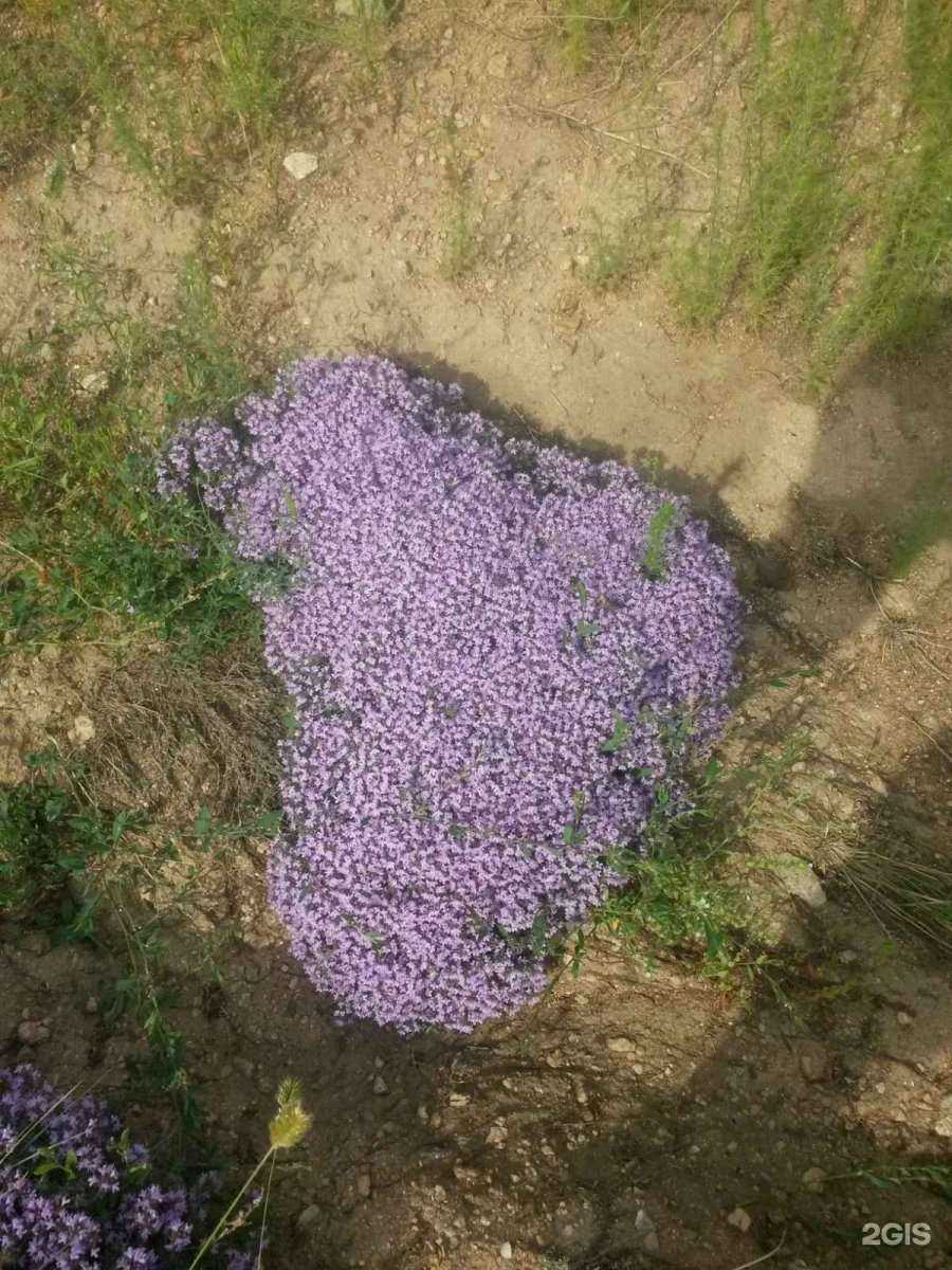 Отзывы на компанию Мёд Бурятии в г. Улан-Удэ c фото