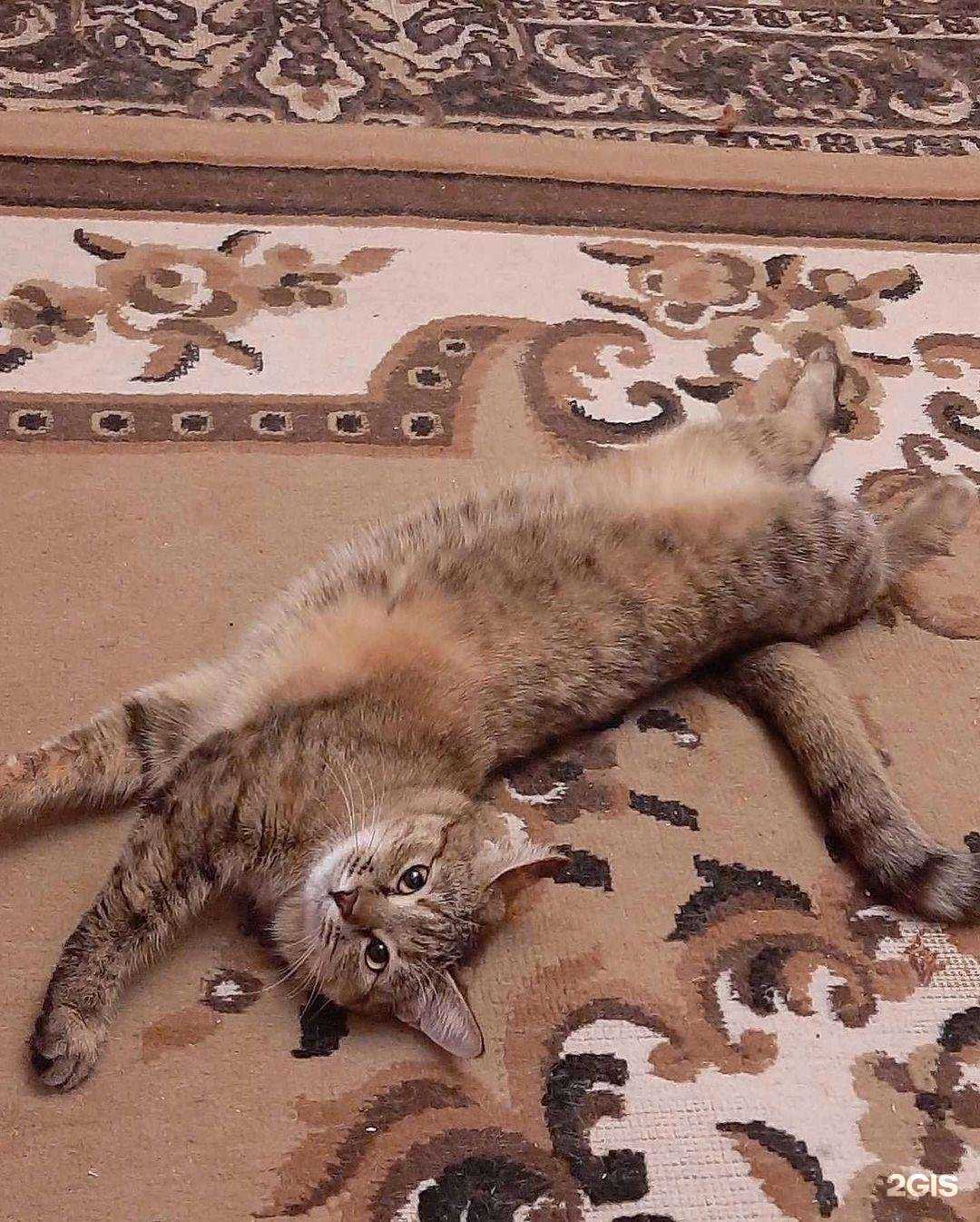 Отзывы на компанию Планета животных в г. Ульяновск c фото